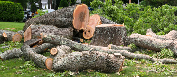 How Our Tree Care Process Works  in  Bonny Doon, CA